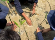 Pertamina Patra Niaga Ajak Masyarakat Tanam Mangrove, Perkuat Ekosistem