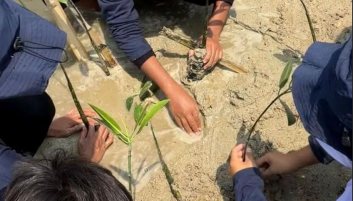 Pertamina Patra Niaga Ajak Masyarakat Tanam Mangrove, Perkuat Ekosistem