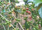 Dari Kopi hingga UMKM, BUMN Kembangkan Potensi Desa di Temanggung