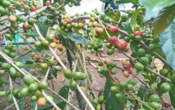 Dari Kopi hingga UMKM, BUMN Kembangkan Potensi Desa di Temanggung
