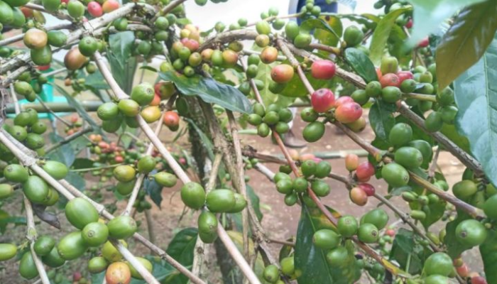 Dari Kopi hingga UMKM, BUMN Kembangkan Potensi Desa di Temanggung
