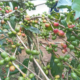 Dari Kopi hingga UMKM, BUMN Kembangkan Potensi Desa di Temanggung
