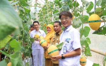 Bangun Green House Melon Premium, CSR Yutaka Buka Peluang Ekonomi Warga