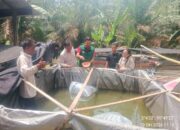 PT Siringo-ringo Salurkan 15 Ribu Bibit Lele untuk Dukung Produktivitas Kelompok Tani di Labuhanbatu