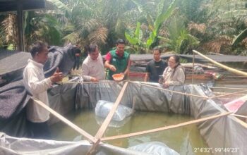 PT Siringo-ringo Salurkan 15 Ribu Bibit Lele untuk Dukung Produktivitas Kelompok Tani di Labuhanbatu