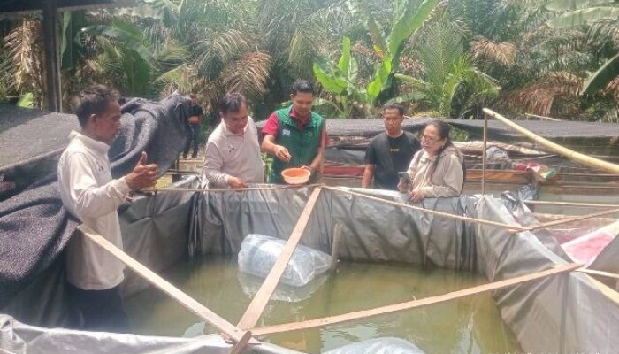 PT Siringo-ringo Salurkan 15 Ribu Bibit Lele untuk Dukung Produktivitas Kelompok Tani di Labuhanbatu