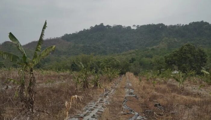 DMC Dompet Dhuafa Dorong Program Sedekah Pohon Konservatif Untuk Kawasan Desa Awang Kalsel