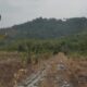 DMC Dompet Dhuafa Dorong Program Sedekah Pohon Konservatif Untuk Kawasan Desa Awang Kalsel